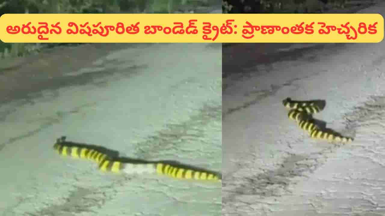 ఏటూరునాగారం అడవుల్లో అరుదైన పాము.. ఇది ఎంత ప్రమాదకరమో తెలుసా?