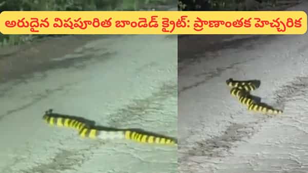 ఏటూరునాగారం అడవుల్లో అరుదైన పాము.. ఇది ఎంత ప్రమాదకరమో తెలుసా?