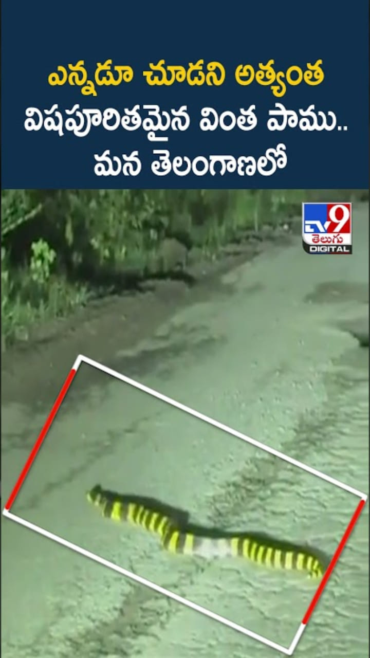 Rare Snake: ముందెన్నడూ చూడని అత్యంత విషపూరితమైన వింత పాము..