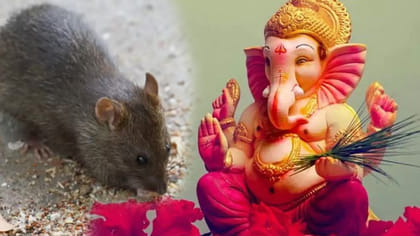 వినాయక చవితి రోజు ఎలుక కనిపించడం మంచిదేనా?