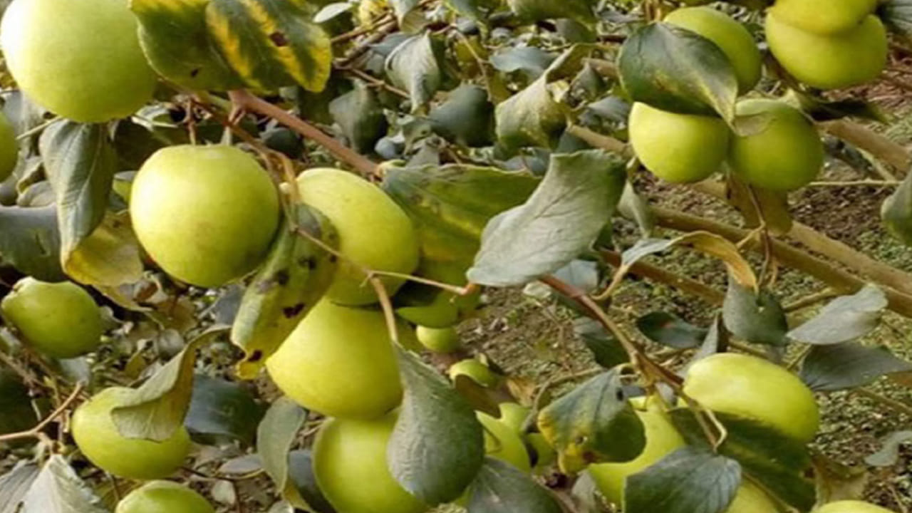 Regu Chettu