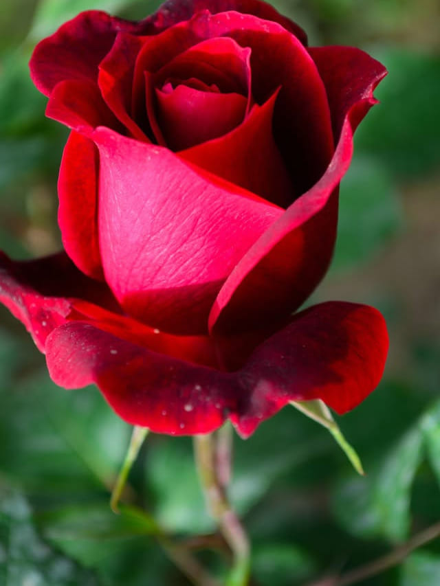 గులాబీ సాగుతో లక్షల్లో ఆదాయం.. రైతు పాటిస్తున్న పద్ధతి ఇదే!