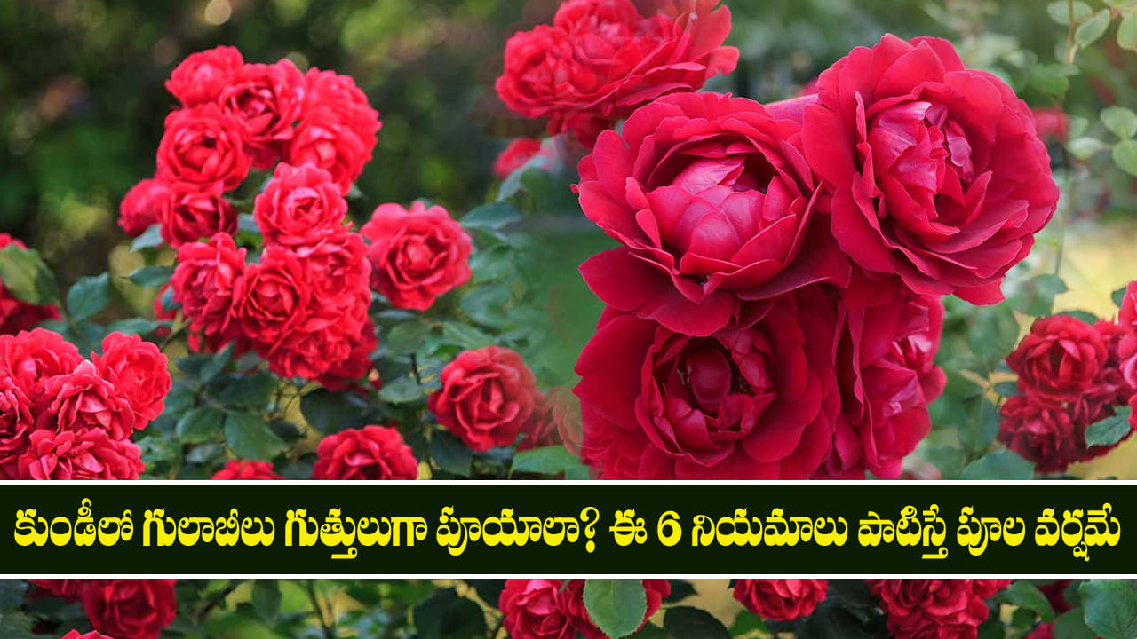 కుండీలో గులాబీలు గుత్తులుగా పూయాలా? ఈ 6 నియమాలు పాటిస్తే పూల వర్షమే