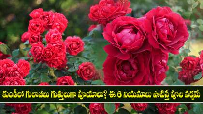 గులాబీలు గుత్తులుగా పూయాలా? ఈ 6 నియమాలు పాటిస్తే పూల వర్షమే