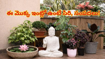 ఇంట్లో ఈ ఒక్క మొక్క ఉంటే చాలు..లక్ష్మీదేవి అనుగ్రహంతో సిరి,సంపదలు