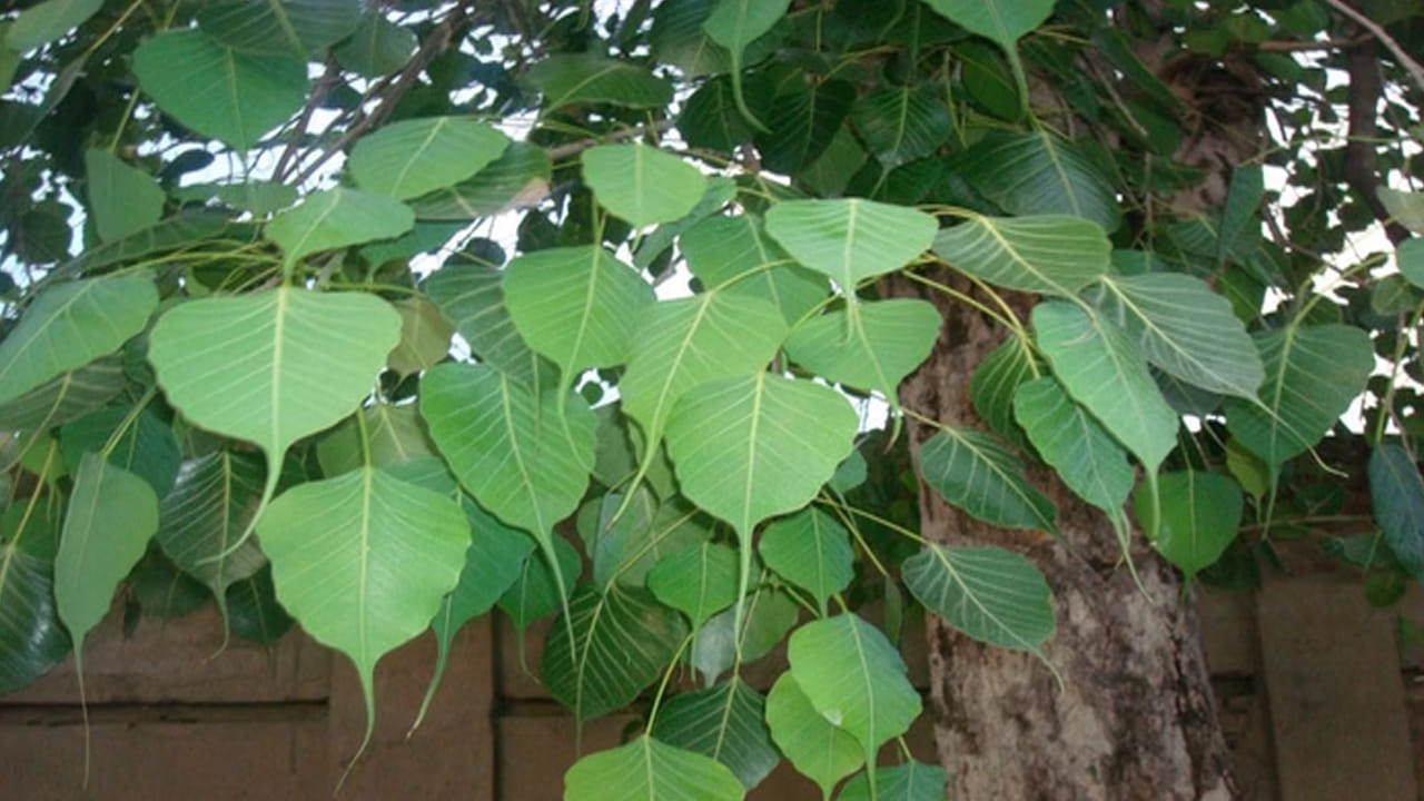 Sacred Fig