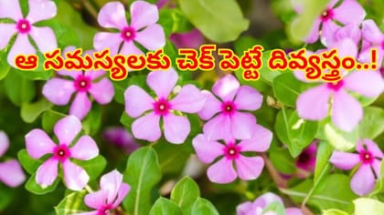 ఇదేదో పిచ్చి పూల మొక్క అనుకుంటే ఫుల్‌ అవుతారు..షుగర్, బిపికి చెక్