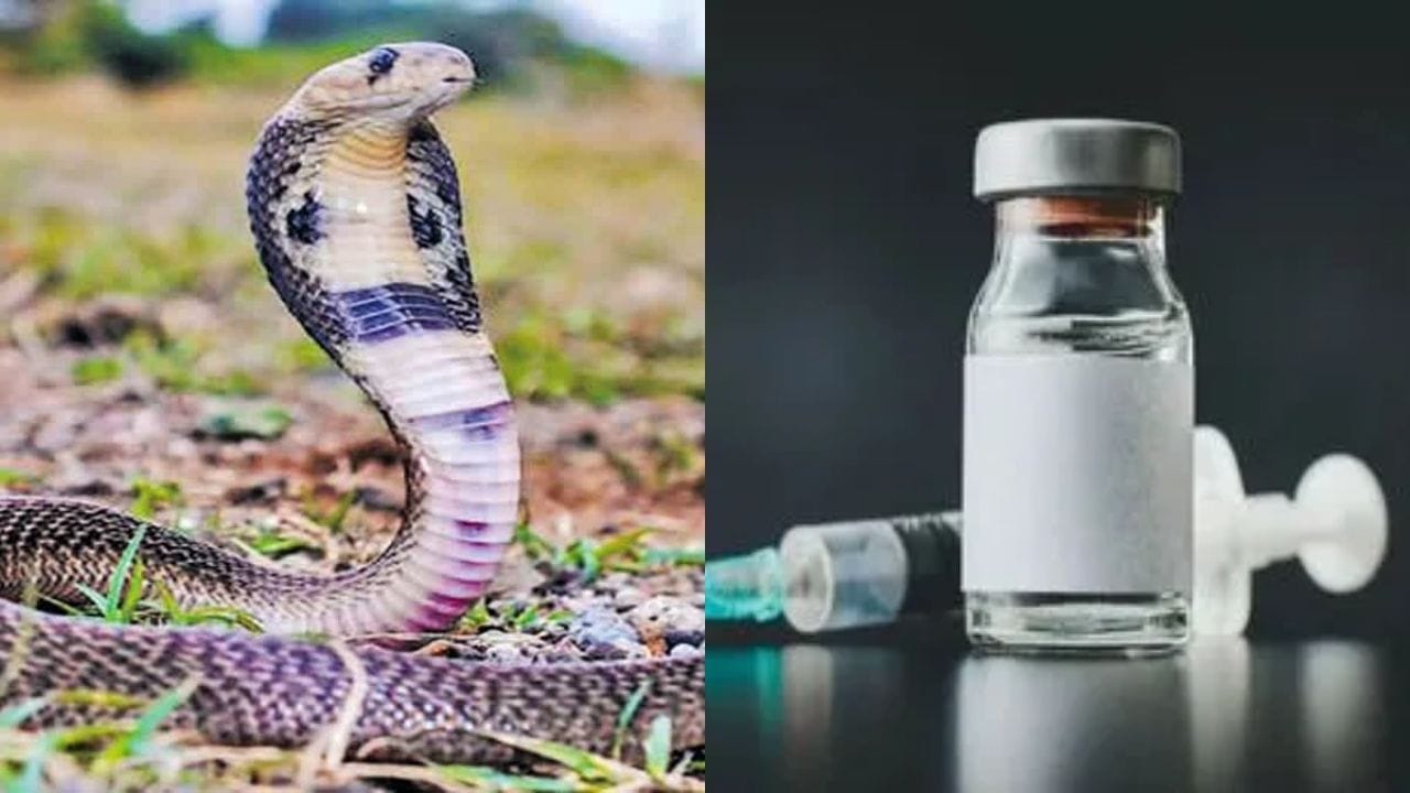 Antivenom: పాము కాటుకు సరికొత్త చికిత్స.. విషానికి కొత్త విరుగుడును కనిపెట్టిన శాస్త్రవేత్తలు!