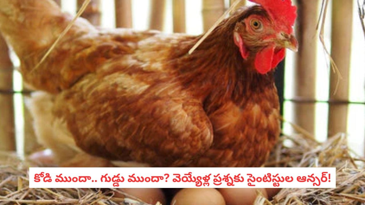 Chicken or Egg First: చివరికి తేలిపోయిందా? కోడి ముందా గుడ్డు ముందా అనే ప్రశ్నకు సైన్స్ ఇచ్చిన ఆన్సర్ ఇదే!