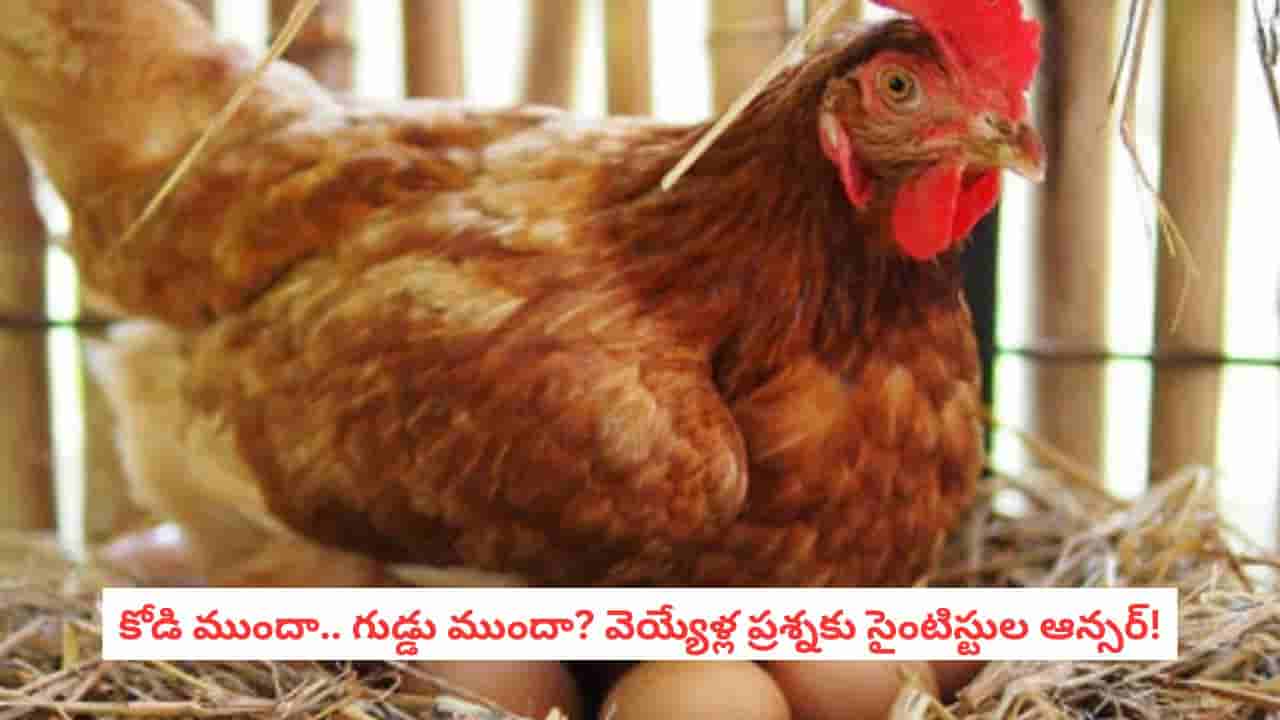 Chicken or Egg First: చివరికి తేలిపోయిందా? కోడి ముందా గుడ్డు ముందా అనే ప్రశ్నకు సైన్స్ ఇచ్చిన ఆన్సర్ ఇదే!