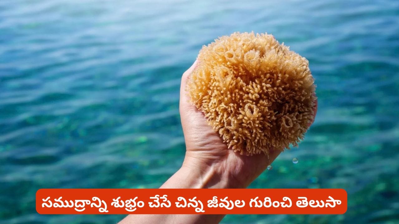 ఈ చిన్న జీవుల సామర్థ్యం గురించి తెలిస్తే మతిపోతుంది? సముద్రంలో ఇవి చేసే అద్భుతం గురించి తెలిస్తే షాకే ఈ చిన్న జీవుల సామర్థ్యం గురించి తెలిస్తే మతిపోతుంది? సముద్రంలో ఇవి చేసే అద్భుతం గురించి తెలిస్తే షాకే