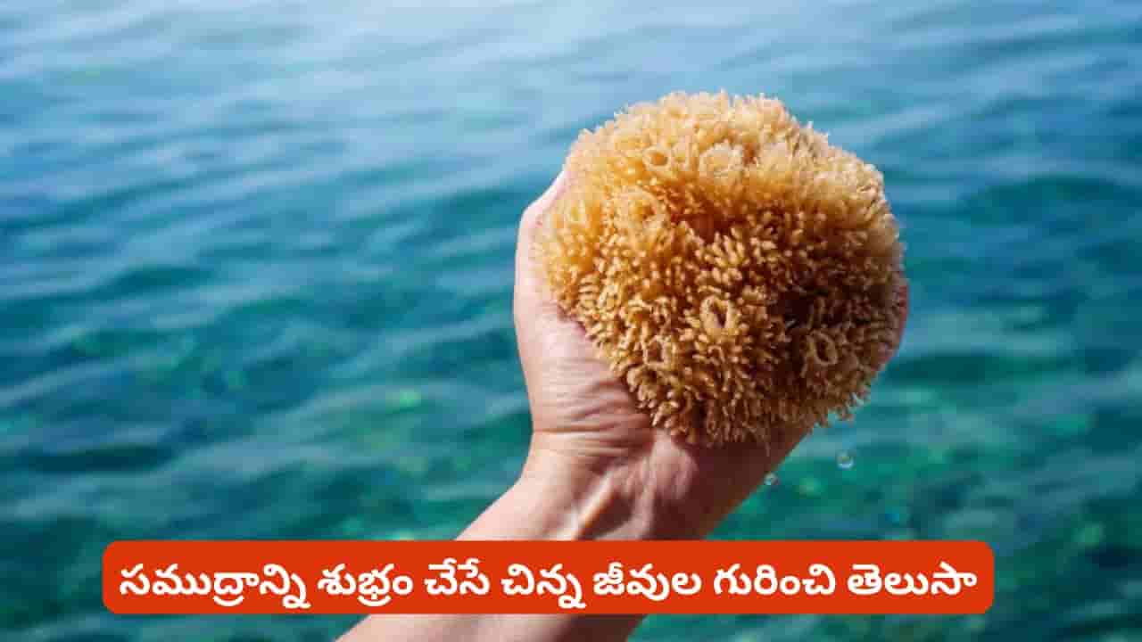 ఈ చిన్న జీవుల సామర్థ్యం గురించి తెలిస్తే మతిపోతుంది? సముద్రంలో ఇవి చేసే అద్భుతం గురించి తెలిస్తే షాకే