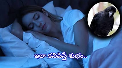 కలలో కాకి కనిపిస్తే ఏంటి అర్థం? శుభ, అశుభ సంకేతాలు ఇవే!