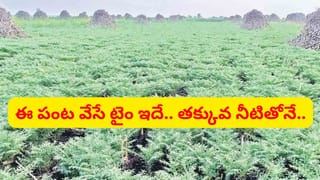 కరువు పరిస్థితుల్లో అండగా నిలిచే సెప్టెంబర్ నెల పంటలు.. తక్కువ నీటితో ఎక్కువ లాభాలు
