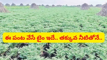 కరువు పరిస్థితుల్లో అండగా నిలిచే సెప్టెంబర్ నెల పంటలు ఇవే..