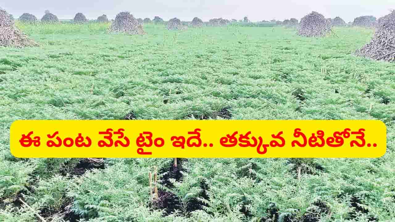 కరువు పరిస్థితుల్లో అండగా నిలిచే సెప్టెంబర్ నెల పంటలు.. తక్కువ నీటితో ఎక్కువ లాభాలు