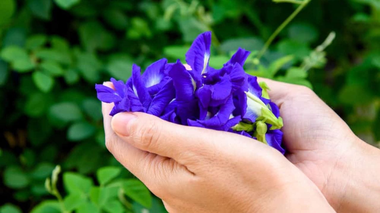 శంఖపుష్పం టీ తయారీ: ఈ ఆరోగ్యకరమైన బ్లూ టీని తయారుచేసుకోవడం చాలా సులభం. నాలుగైదు ఎండిన లేదా తాజా శంఖపుష్పాలను ఒక కప్పు వేడి నీటిలో వేసి ఐదు నిమిషాల పాటు నాననివ్వాలి. తరువాత పువ్వులను తీసేసి, టీలో రుచికి తగినంత నిమ్మరసం, కొద్దిగా తేనె కలుపుకోవచ్చు. నిమ్మరసం కలపగానే టీ నీలి రంగు నుంచి పర్పుల్ రంగులోకి మారడం ఒక వింతైన అనుభూతినిస్తుంది. రాత్రి పడుకునే ముందు లేదా సాయంత్రం వేళల్లో ఈ టీని తాగడం వల్ల మంచి రిలాక్సేషన్ లభిస్తుంది.