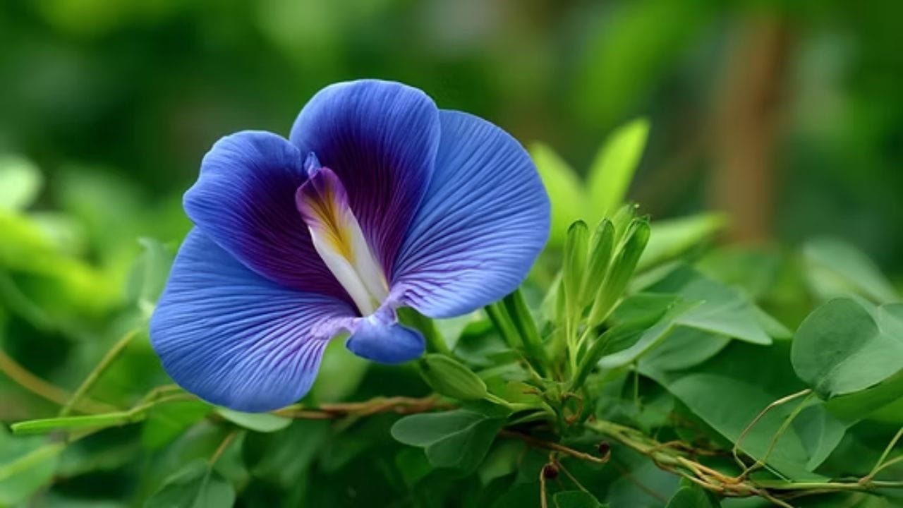 గమనిక: శంఖపుష్పం (Aparajita / Butterfly Pea) చావును ఆపగలదు అనడంలో ఎలాంటి శాస్త్రీయ ఆధారాలు లేవు. కానీ హిందూ పురాణాలలో, ఆయుర్వేదంలో దీనికి ఉన్న విశిష్టత వల్ల దీనిని 'అపరాజిత' (ఎప్పటికీ ఓటమి లేనిది లేదా మరణం లేనిది) అని పిలుస్తారు.