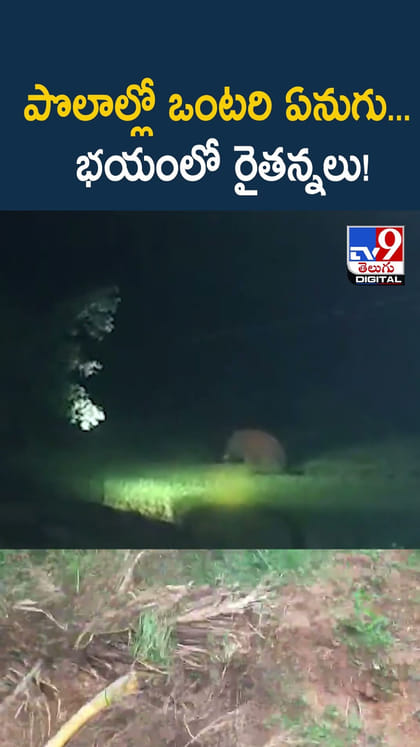 పొలాల్లో ఒంటరి ఏనుగు.. భయంలో రైతన్నలు!