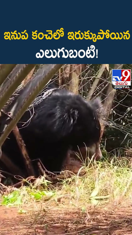 ఇనుప కంచెలో ఇరుక్కుపోయిన ఎలుగుబంటి!