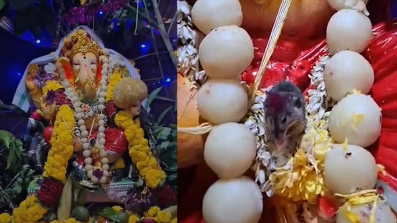ప్రస్తుతం ప్రతి పల్లె పట్నంలోని ప్రతి వాడ వాడలో వినాయకుడిని ప్రతిష్టించి అంగరంగ వైభవంగా పూజలు నిర్వహిస్తున్నారు. పాఠశాలలు, ఆఫీసు భవనాల్లో ఇలా అన్ని చోట్ల వినాయకుడి విగ్రహాలను ఏర్పాటు చేసి పూజిస్తున్నారు. ఈ క్రమంలోనే అల్లూరి సీతారామరాజు జిల్లా సీలేరులోని గిరిజన సంక్షేమ ఆశ్రమ పాఠశాలలో వినాయకుడిని ప్రతిష్టించి పూజలు చేస్తుండగా అద్భుతం చోటు చేసుకున్నదంట. ఇంతకీ అది ఏమిటి అంటే?