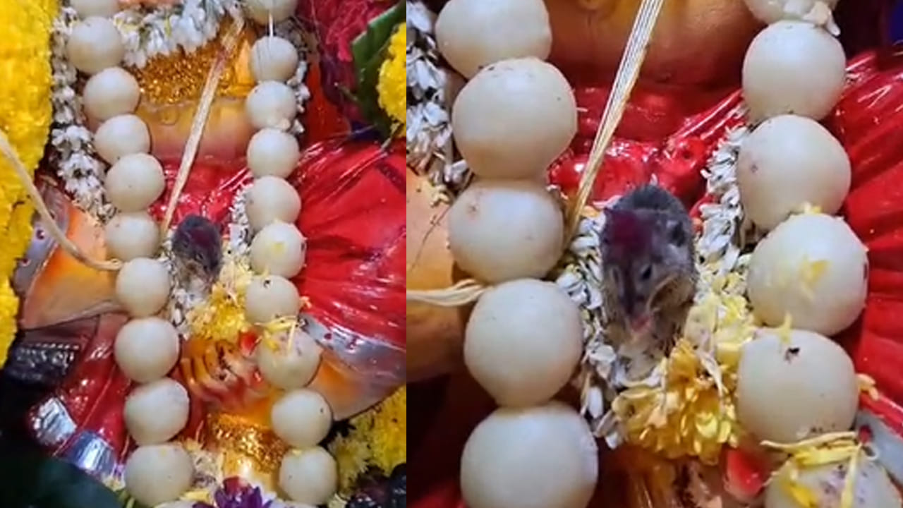 విఘ్నేశ్వరుడి వాహనమైన మూషికం స్వయంగా వచ్చిందని భావించిన ఉపాధ్యాయుల విద్యార్థులు, ఉపాధ్యాయులు దైవ మహిమ గా భావించారు. సాధారణంగా మనుషులను చూస్తే పరుగులు తీసే ఎలుక, ఏమాత్రం భయం లేకుండా అలాగే ఉండిపోయింది. విద్యార్థులు భజన చేస్తున్న సమయంలో.. ఆ మూషికం కూడా ముందు కాళ్లు పైకి ఎత్తి కదిలించింది. దీంతో మూషికం కూడా పూజల్లో పాల్గొన్నట్టు అంతా భావించి ఆశ్చర్యానికి గురయ్యారు.