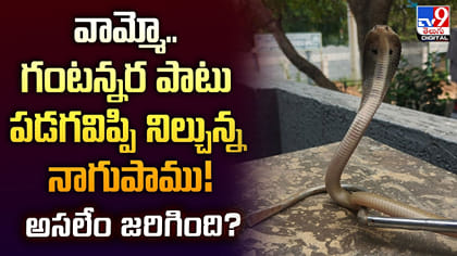 వామ్మో.. గంటన్నర పాటు పడగ విప్పి నిల్చున్న నాగుపాము