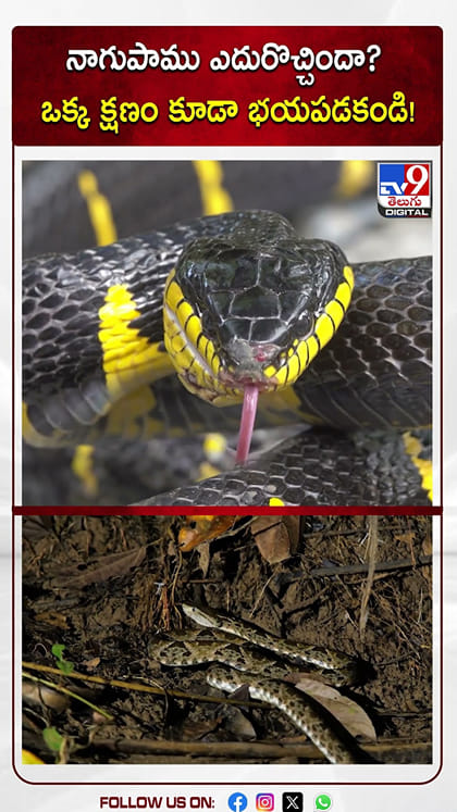 నాగుపాము ఎదురొచ్చిందా? ఒక్క క్షణం కూడా భయపడకండి!