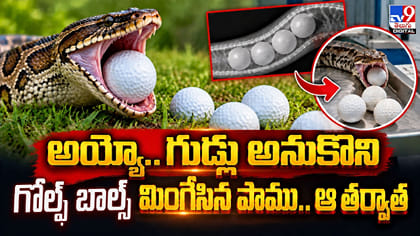 అయ్యో.. గుడ్లు అనుకొని గోల్ఫ్‌ బాల్స్‌ మింగేసిన పాము.. ఆ తర్వాత