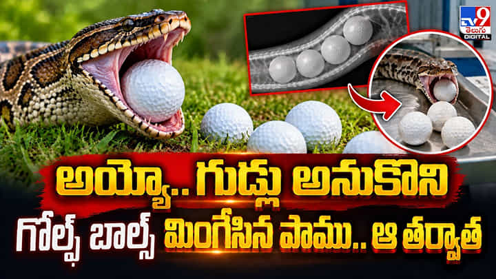 అయ్యో.. గుడ్లు అనుకొని గోల్ఫ్ బాల్స్ మింగేసిన పాము.. ఆ తర్వాత అయ్యో.. గుడ్లు అనుకొని గోల్ఫ్ బాల్స్ మింగేసిన పాము.. ఆ తర్వాత
