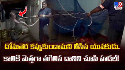 దోమతెర కప్పుకుందామని తీసిన యువకుడు.. కాలికి తాకిన దానిని చూసి