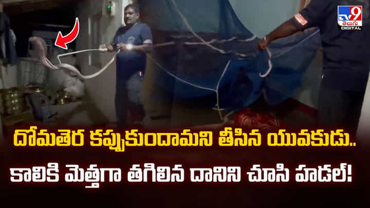 దోమతెర కప్పుకుందామని తీసిన యువకుడు.. కాలికి మెత్తగా తాకిన దానిని చూసి హడల్! దోమతెర కప్పుకుందామని తీసిన యువకుడు.. కాలికి మెత్తగా తాకిన దానిని చూసి హడల్!