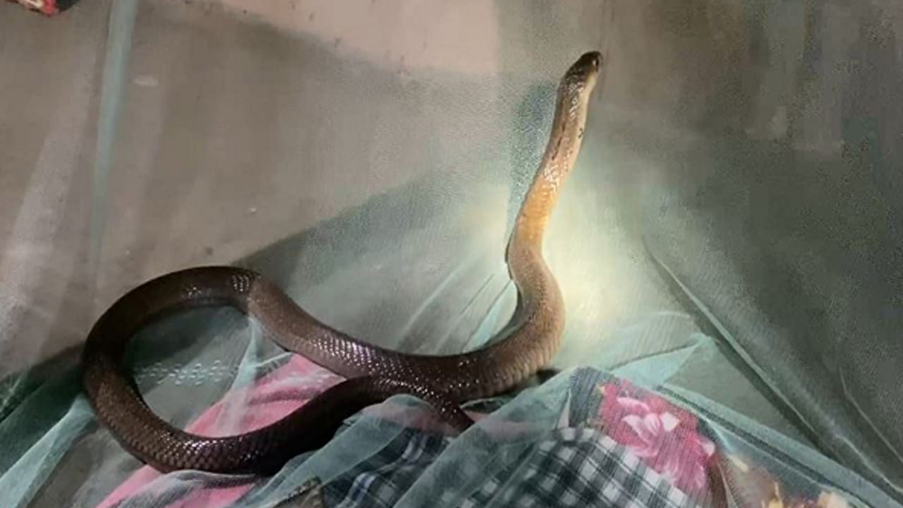 Snake Facts: నిద్రపోతున్న పామును లేపితే ఏం జరుగుతుంది?