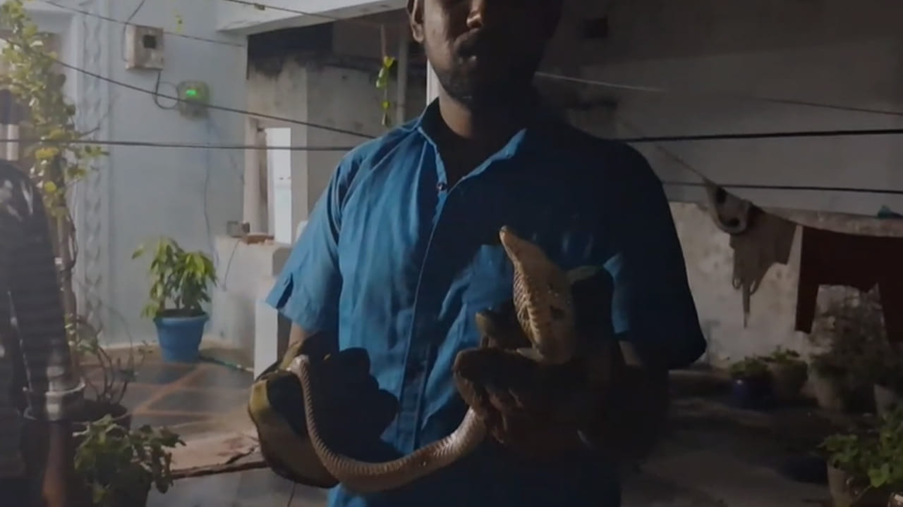  
పట్టుబడిన నాగుపామును స్నేక్ క్యాచర్ మోహన్ సమీపంలోని నల్లమల అడవిలో సురక్షితంగా వదిలిపెట్టాడు.గత కొన్ని రోజులుగా  వర్షాలు పడుతుండటంతో అడవి ప్రాంతంలో ఉండాల్సిన పాములు నివాస గృహాలమద్య సంచరిస్తూండటం స్థానికులను భయాందోళన కు గురి చేస్తూంది. 