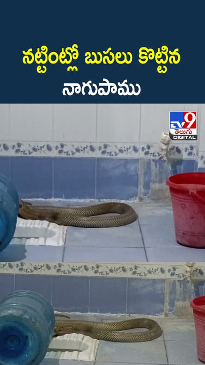 నట్టింట్లో బుసలు కొట్టిన నాగుపాము