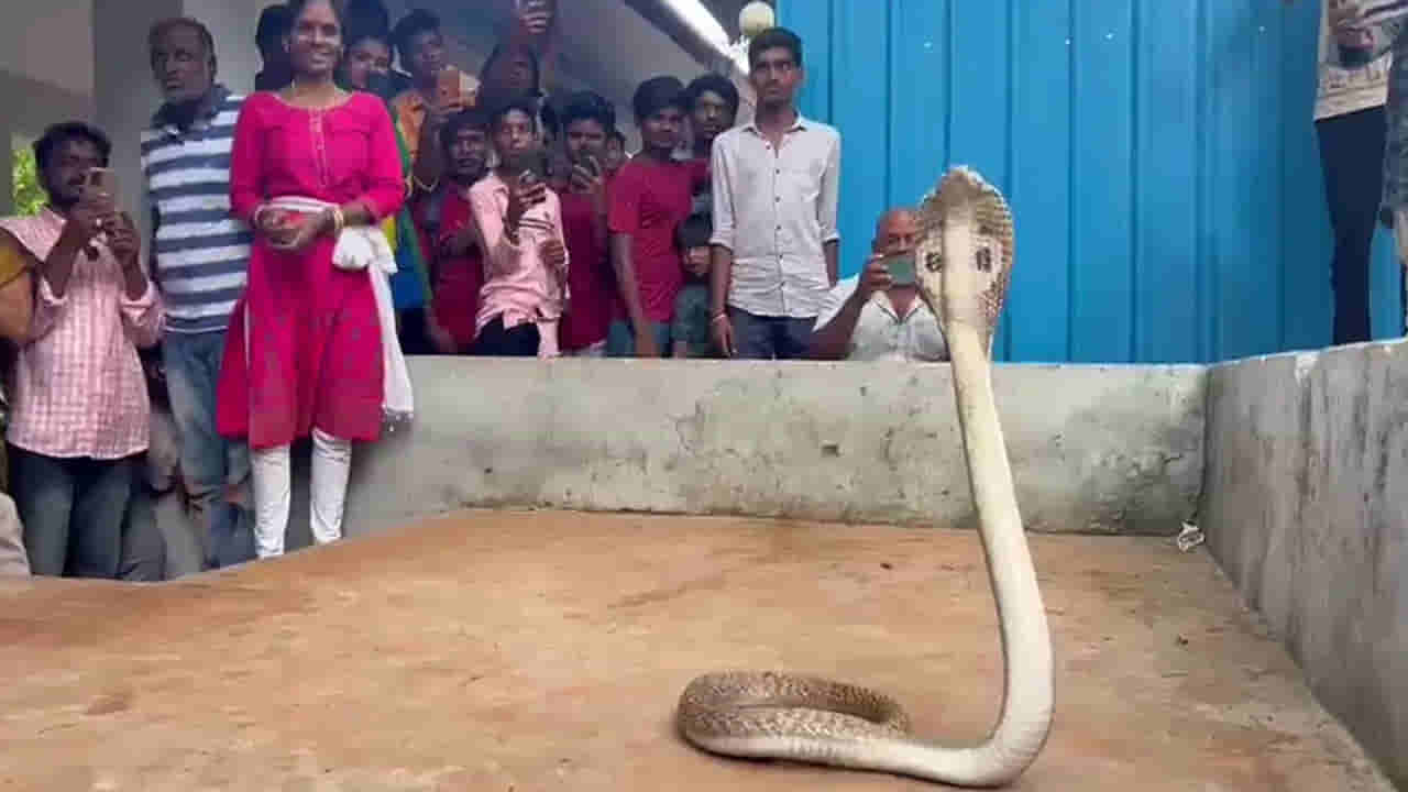 తిరుమలలో పాములు కనిపిస్తే చంపొద్దు.. ఇలా చేయాలంటున్న నిపుణులు