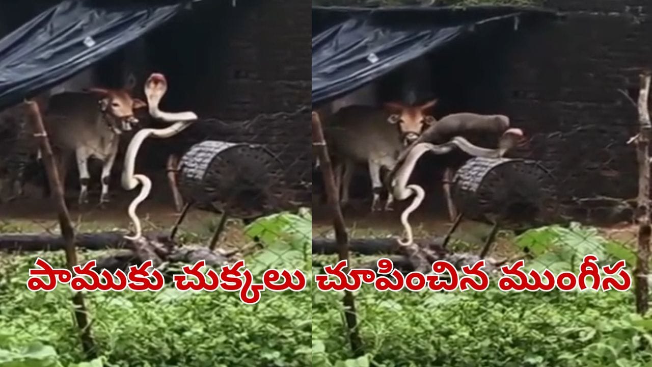 Telangana: ఇది మామూలు పోరు కాదు సామీ.. పామును చీల్చి చెండాడిన ముంగీస.. వీడియో వైరల్..