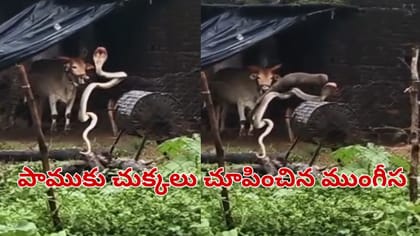ఇది మామూలు పోరు కాదు సామీ.. పామును చీల్చి చెండాడిన ముంగీస..