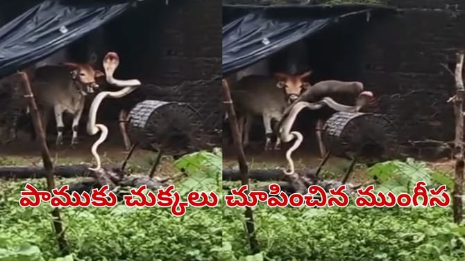 ఇది మామూలు పోరు కాదు సామీ.. పామును చీల్చి చెండాడిన ముంగీస..