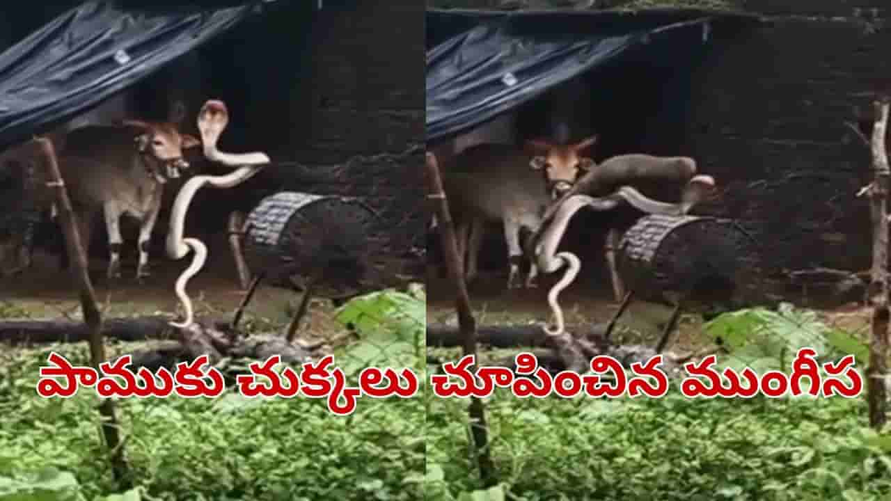 Telangana: ఇది మామూలు పోరు కాదు సామీ.. పామును చీల్చి చెండాడిన ముంగీస.. వీడియో వైరల్..