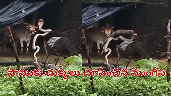 Telangana: ఇది మామూలు పోరు కాదు సామీ.. పామును చీల్చి చెండాడిన ముంగీస.. వీడియో వైరల్..