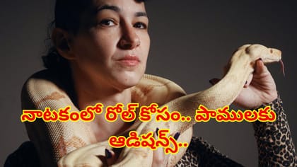 నాటకంలో రోల్ కోసం పోటీ పడిన పాములు! ప్రిన్సెస్‌కు దక్కిన అవకాశం?