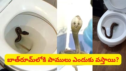 బాత్‌రూమ్‌లు, కమోడ్‌లలోకి పాములు ఎందుకు వస్తాయి..?
