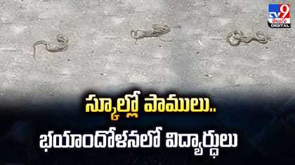 స్కూల్లో పాములు.. భయాందోళనలో విద్యార్ధులు