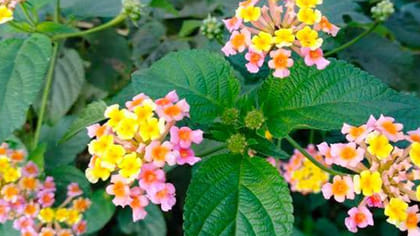 గోకుడు, గజ్జి, చర్మ ఫంగస్‌కు చెక్ పెట్టే అద్భుత మొక్క!