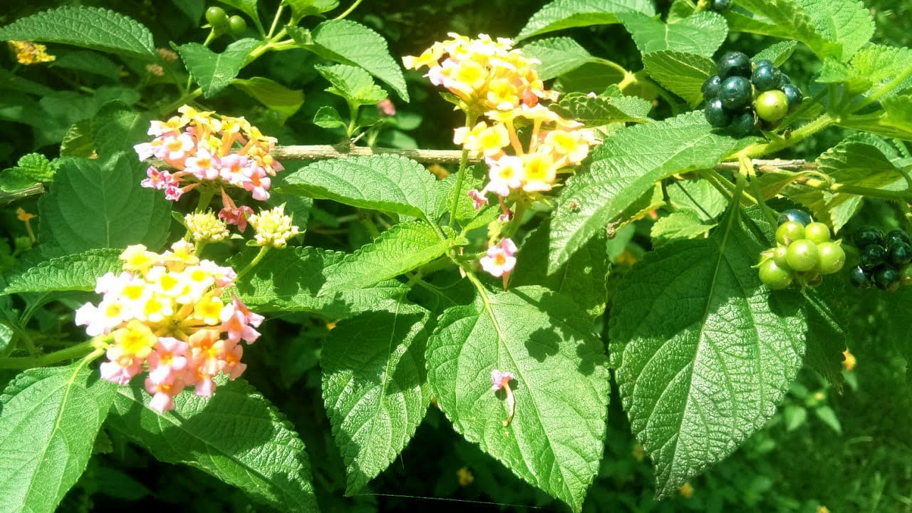 Talmabralu 2