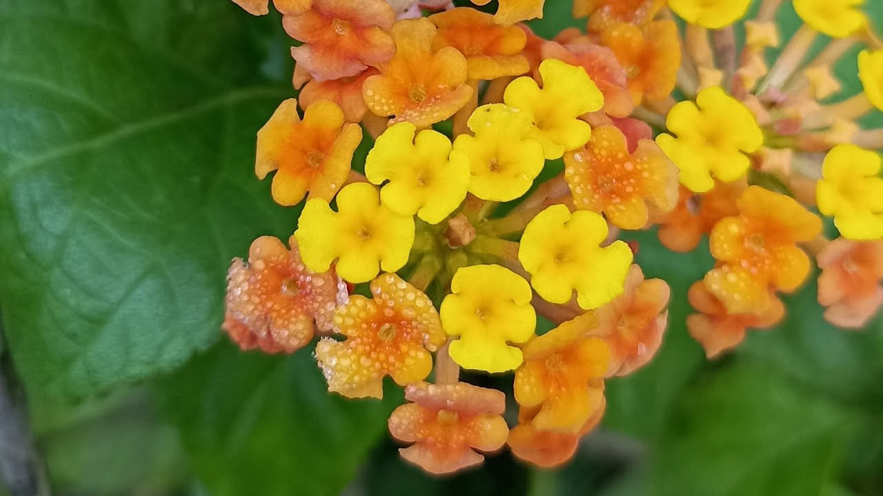 Talmabralu 3