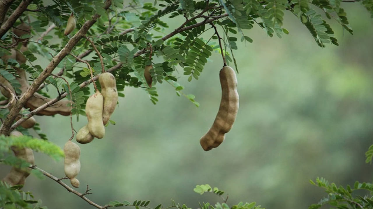 Tamarind Tree