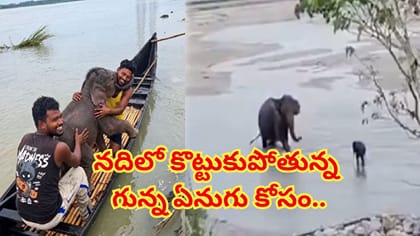 నది ఉధృతిలో కొట్టుకుపోయిన ఏనుగు పిల్ల.. ప్రాణాలకు తెగించి