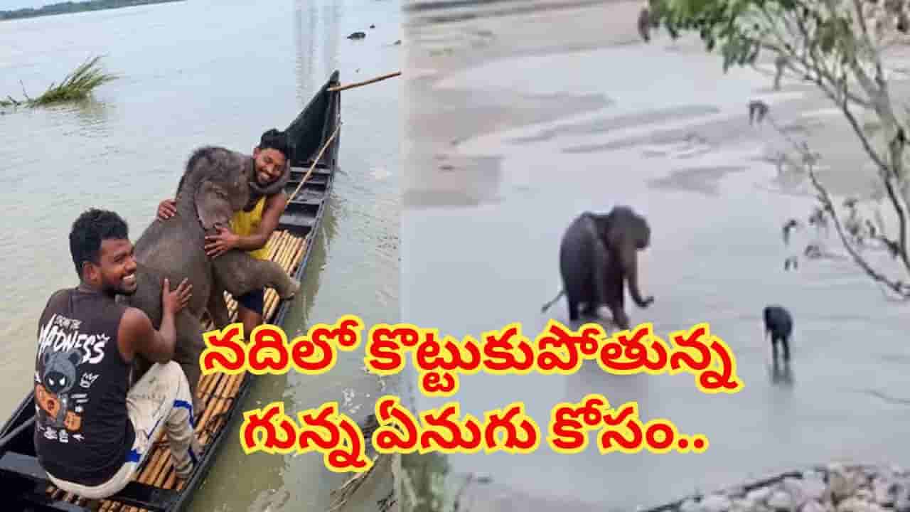 నది ఉధృతిలో కొట్టుకుపోయిన ఏనుగు పిల్ల.. ప్రాణాలకు తెగించి రక్షించిన మత్స్యకారులు..